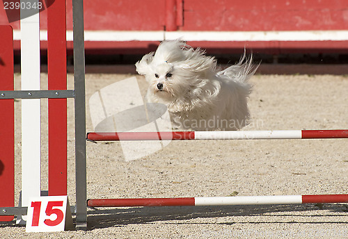 Image of maltese dog  in agility