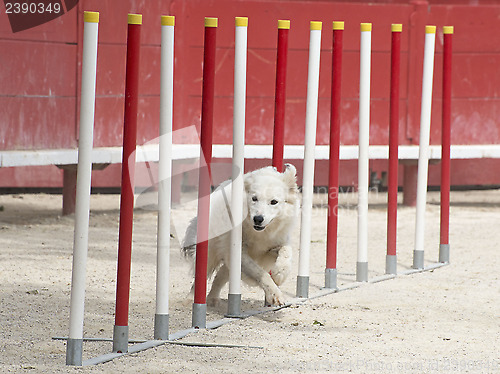 Image of border collie in agility