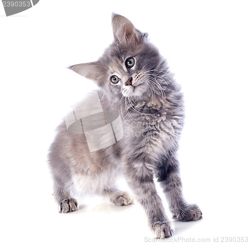 Image of maine coon kitten