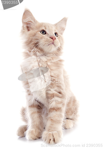 Image of maine coon kitten