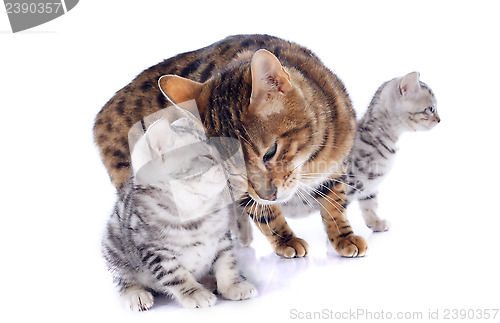 Image of bengal cats and tenderness