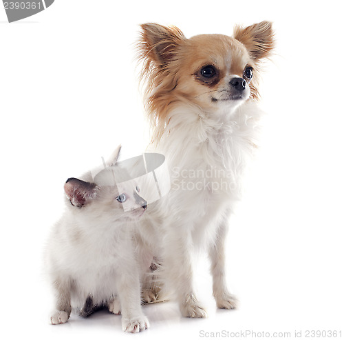 Image of chihuahua and siamese kitten