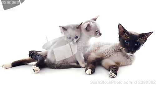 Image of siamese cat and kitten