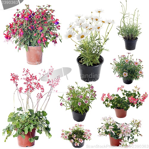 Image of flower plants in pot