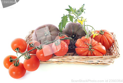 Image of varieties of tomatoes