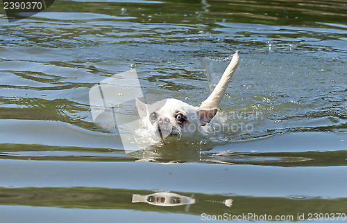 Image of swimming chihuahuas