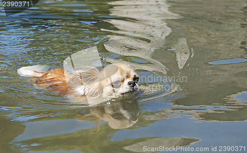 Image of swimming chihuahua