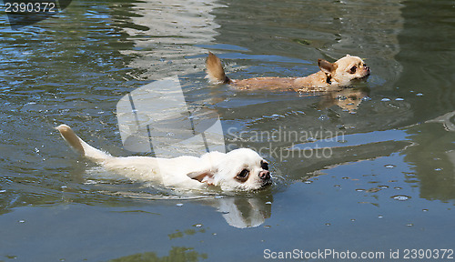 Image of swimming chihuahuas