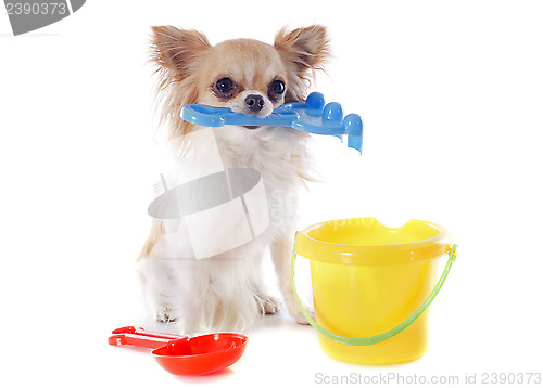 Image of chihuahua in holidays