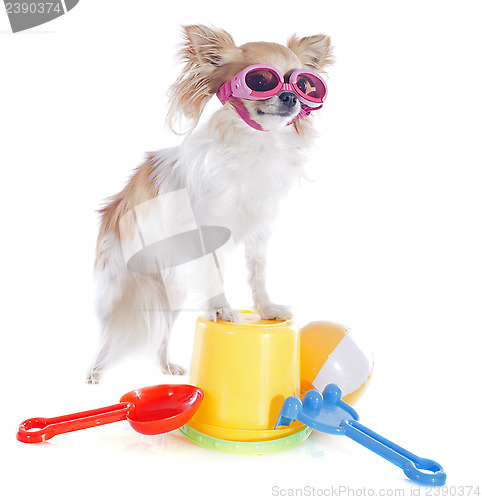 Image of chihuahua in holidays