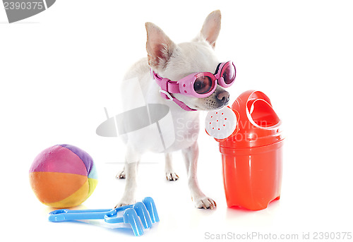 Image of chihuahua in holidays