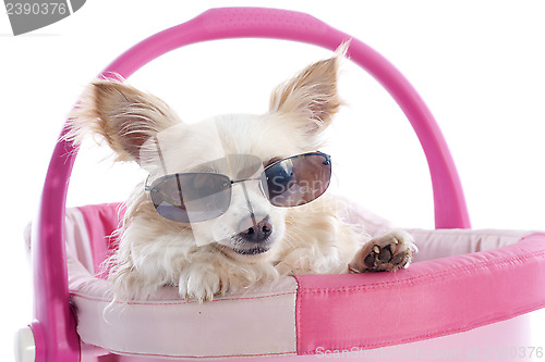 Image of chihuahua and sunglasses