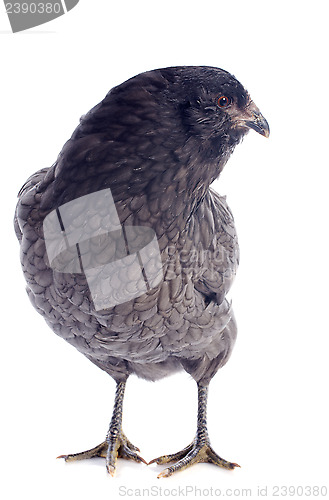 Image of araucana chicken