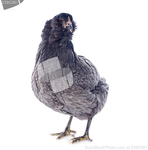 Image of araucana chicken