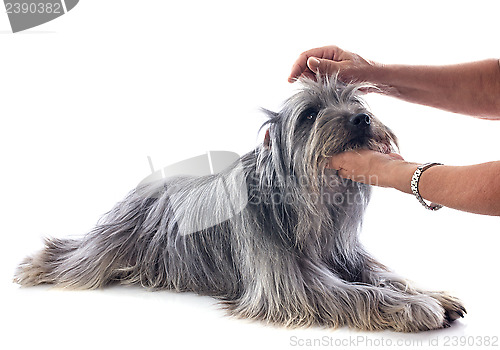 Image of grooming of Pyrenean sheepdog 