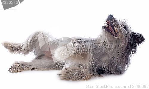 Image of Pyrenean sheepdog 