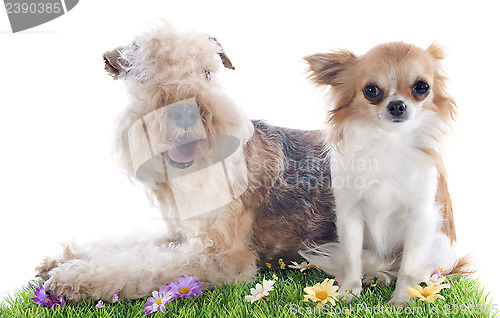 Image of lakeland terrier and chihuahua