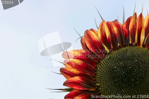 Image of red sunflower