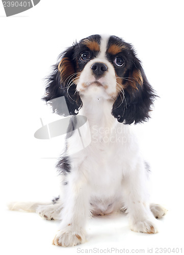 Image of puppy cavalier king charles