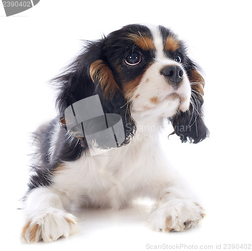 Image of puppy cavalier king charles