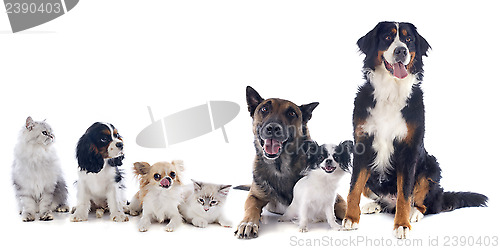 Image of dogs and cats