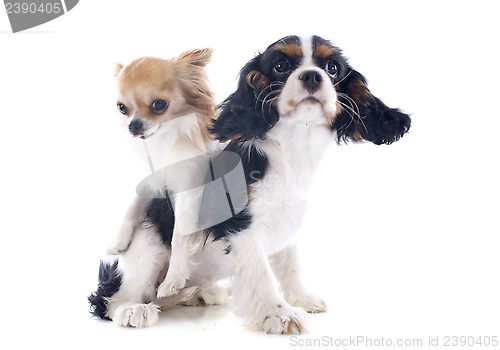 Image of cavalier king charles and chihuahua