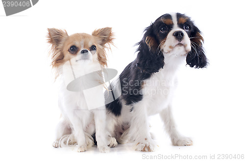 Image of cavalier king charles and chihuahua