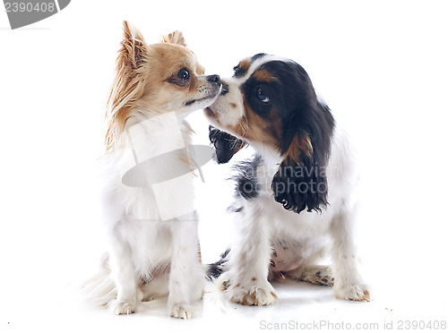 Image of cavalier king charles and chihuahua