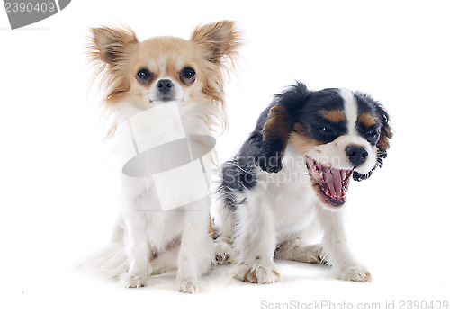 Image of chihuahua and cavalier king charles