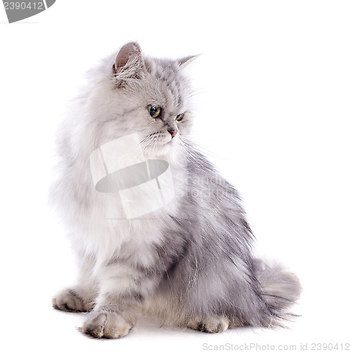 Image of persian cat