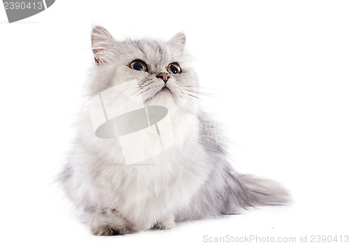 Image of persian cat