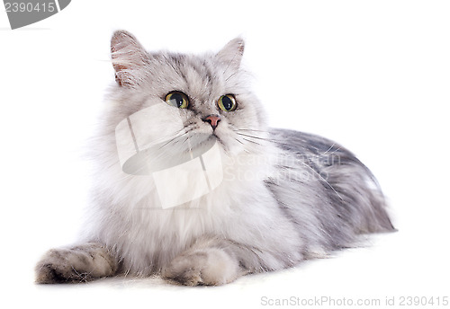 Image of persian cat