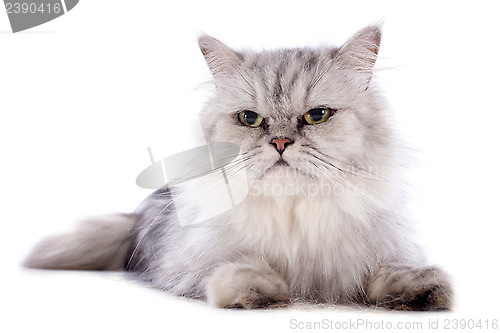 Image of persian cat