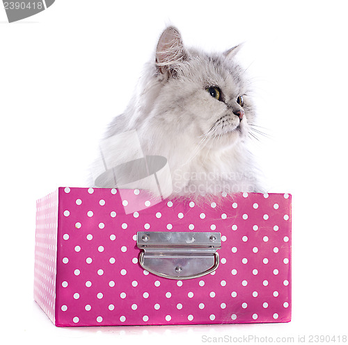 Image of persian cat in box