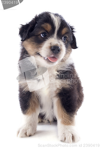 Image of puppy australian shepherd