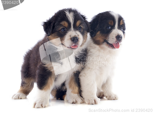 Image of puppies australian shepherd