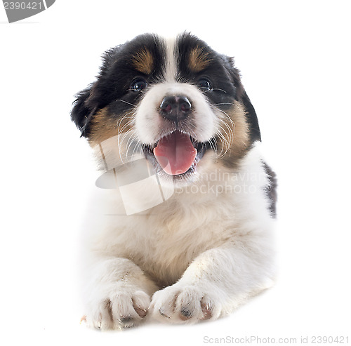 Image of puppy australian shepherd