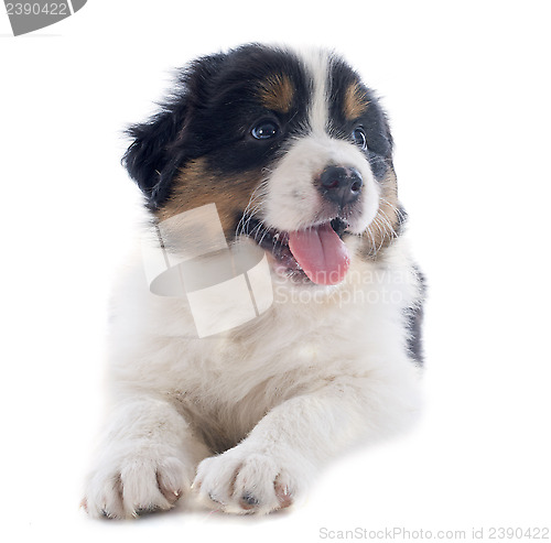 Image of puppy australian shepherd