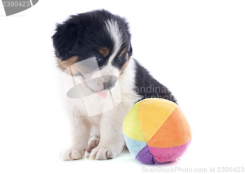 Image of puppy australian shepherd and ball