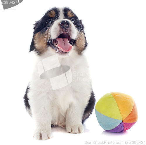 Image of puppy australian shepherd and ball