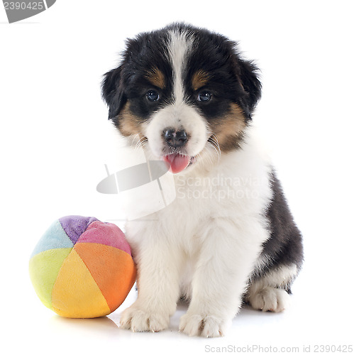 Image of puppy australian shepherd