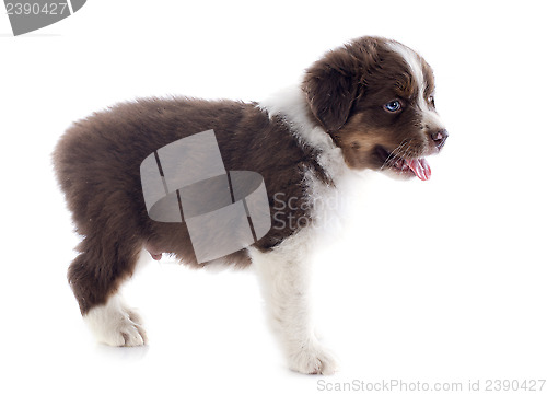 Image of puppy australian shepherd