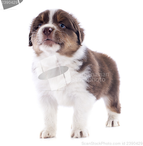 Image of puppy australian shepherd