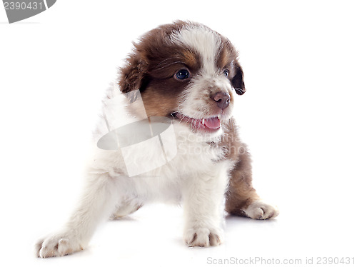 Image of puppy australian shepherd