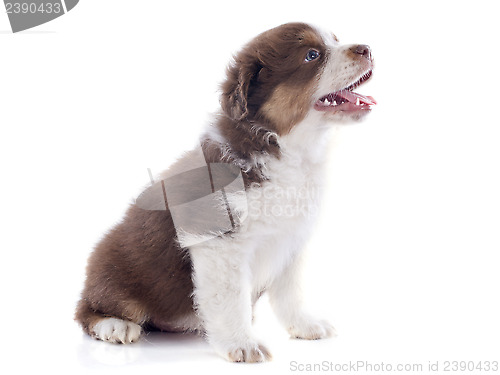 Image of puppy australian shepherd