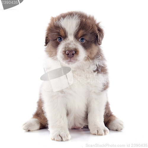 Image of puppy australian shepherd