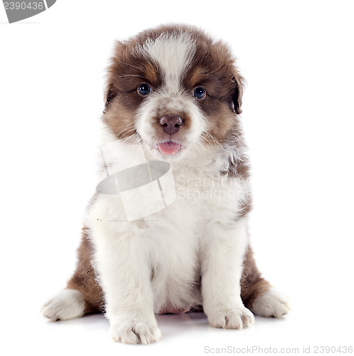 Image of puppy australian shepherd