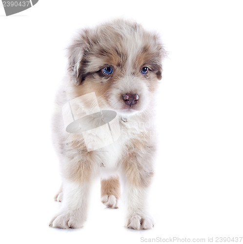 Image of australian shepherd