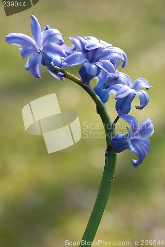 Image of blue hyacinth 2
