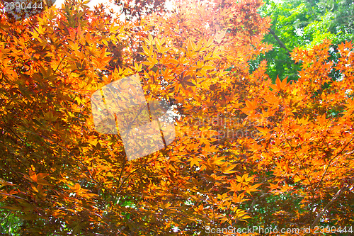 Image of Red maple leafs illuminated by sun natural background in Nami Is